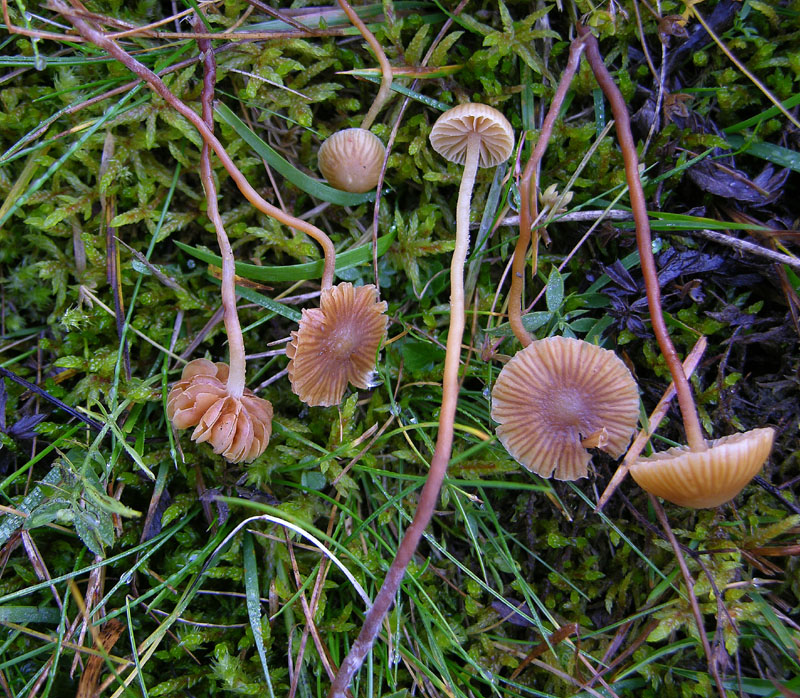 Galerina da determinare n�13.